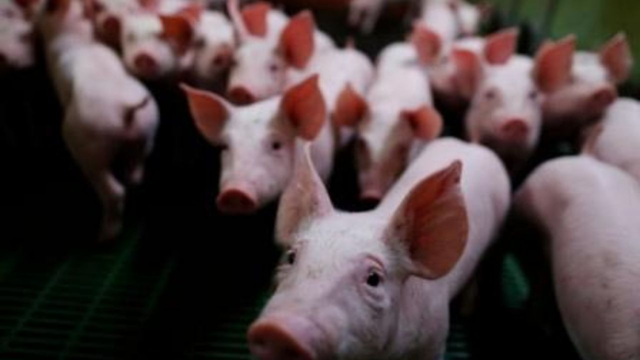 Brasil en alerta por una nueva gripe porcina que amenaza con convertirse en pandemia