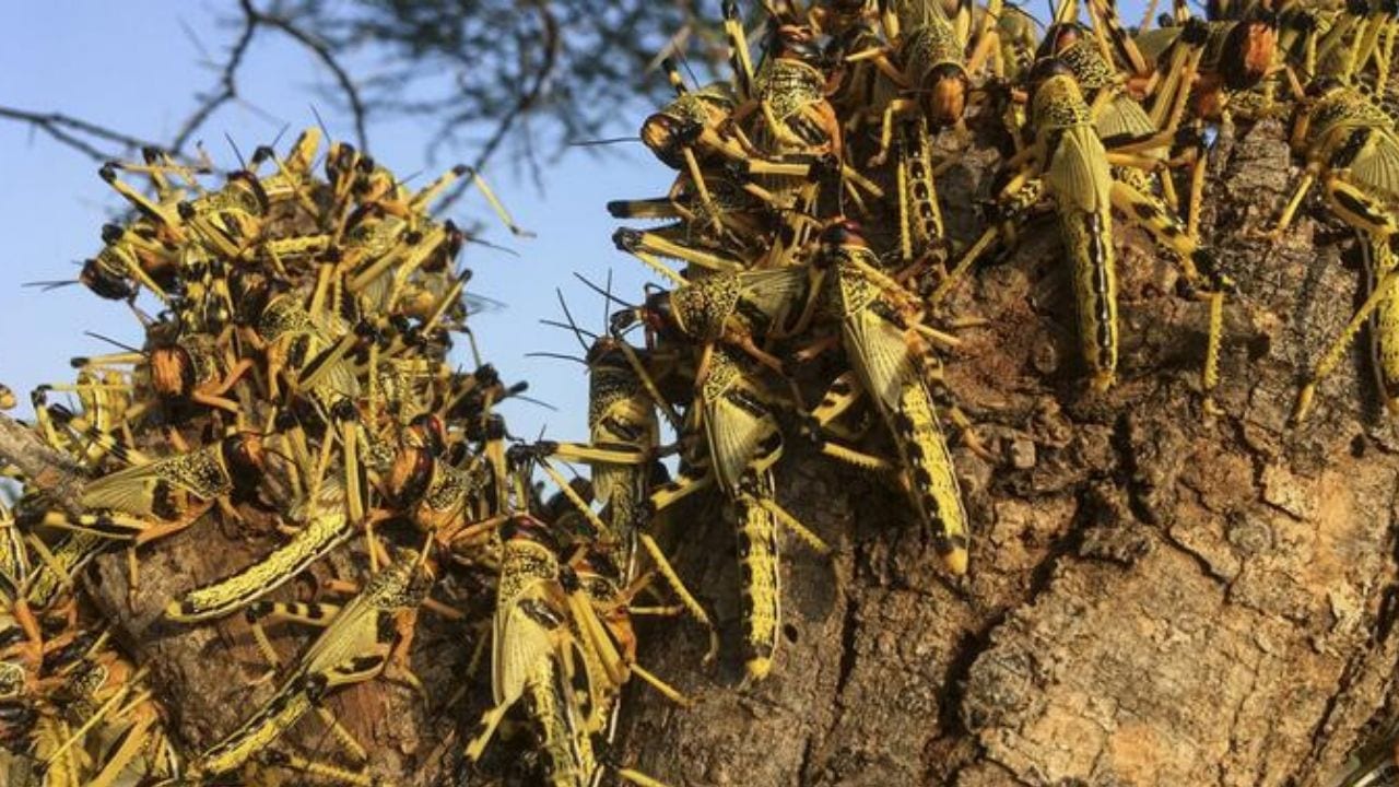 En alerta productores hondureños por presencia de plaga de langosta
