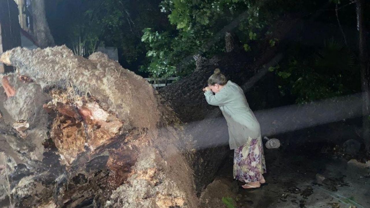 Impacta video del desgarrador llanto de mujer por caída de árbol de 100 años tras paso de Hanna