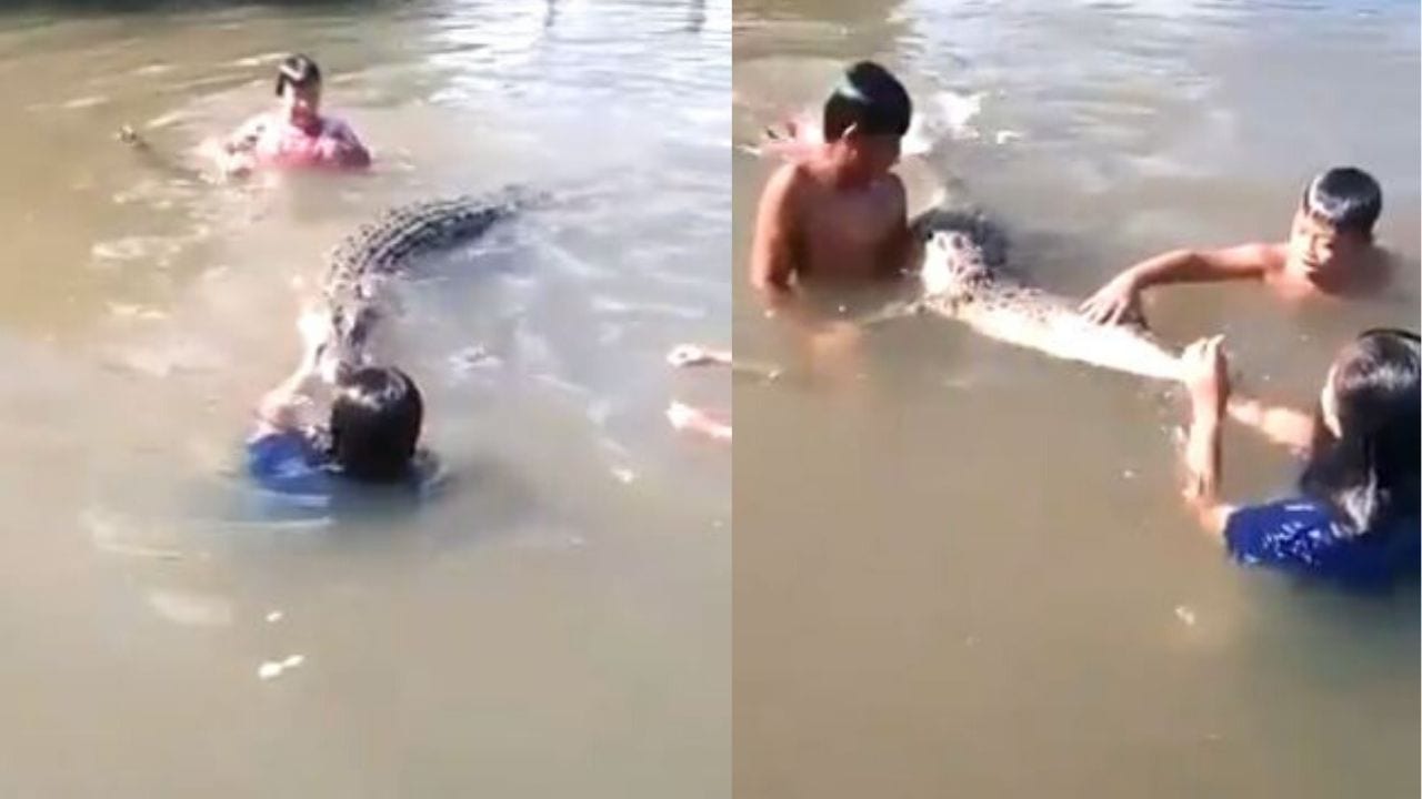 ¡Sin miedo! Niños juegan tranquilamente con un cocodrilo, el video te impactará