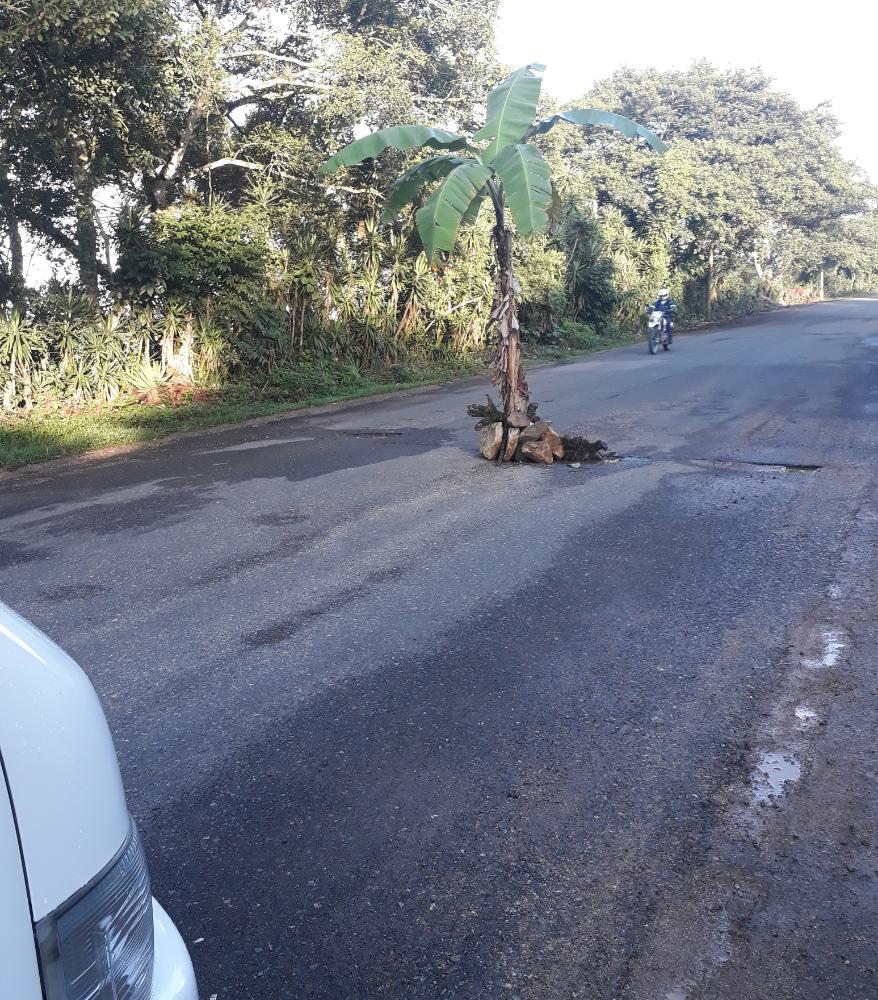 Huerta de platano sembrada en calle