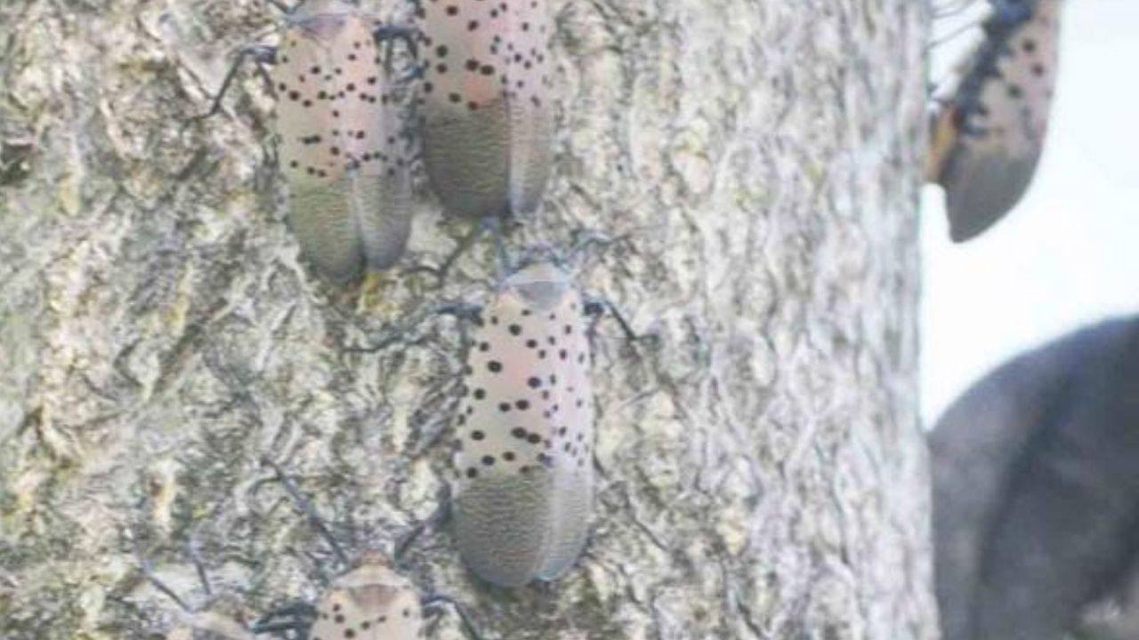 La mosca linterna, proveniente de China, mantiene en cuarentena a 8 condados de Nueva Jersey