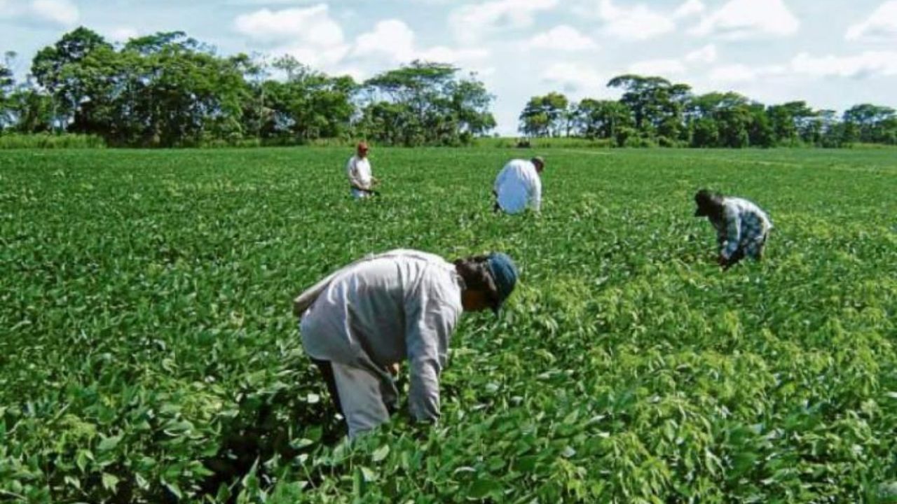 CRS y sus socios destacan que el agro es la vida de la población