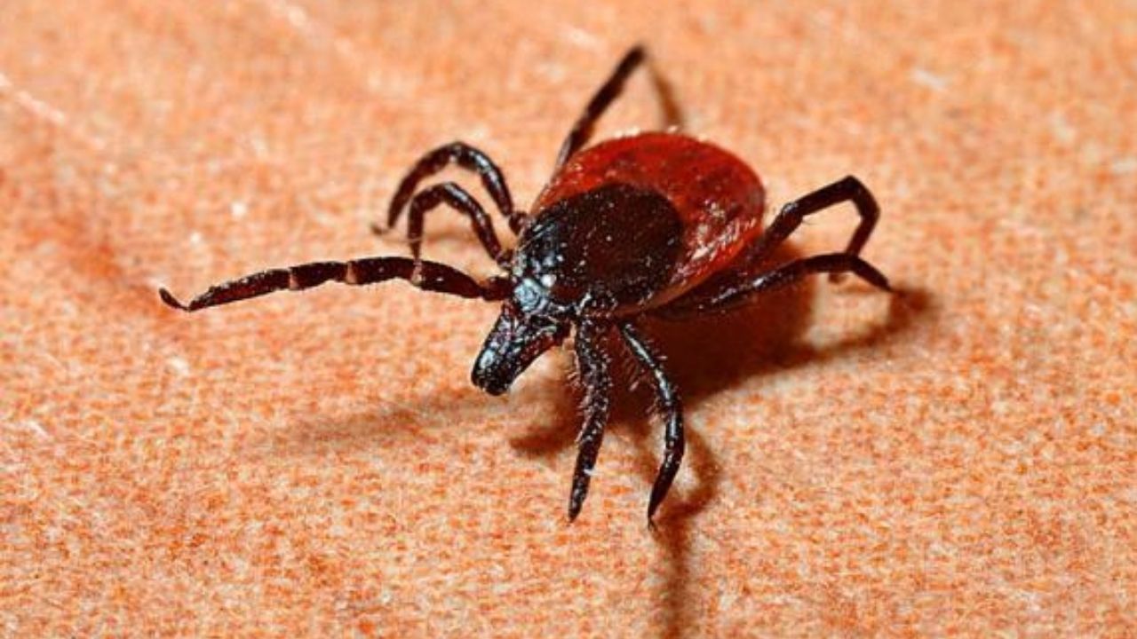 Mueren siete personas por virus transmitido por garrapatas en China ¿Cuáles son los síntomas?