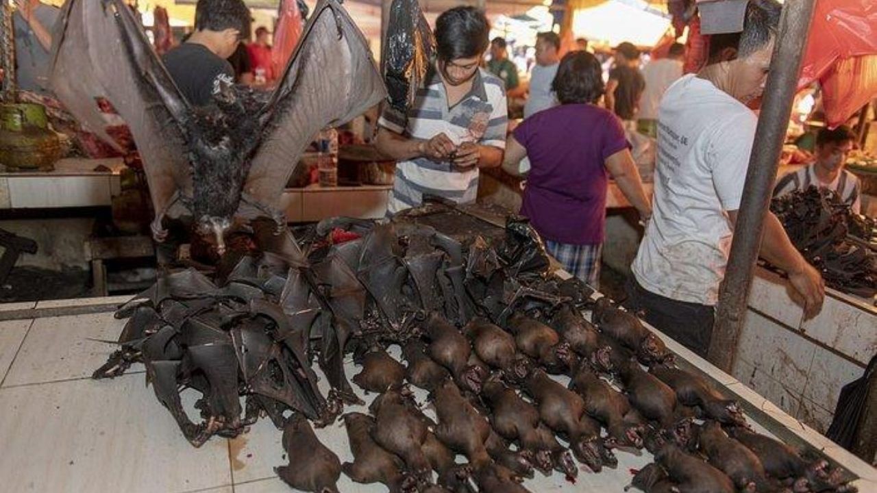 Hasta la cabeza del murciélago transmisor del covid utilizan ambicioso plato en Indonesia