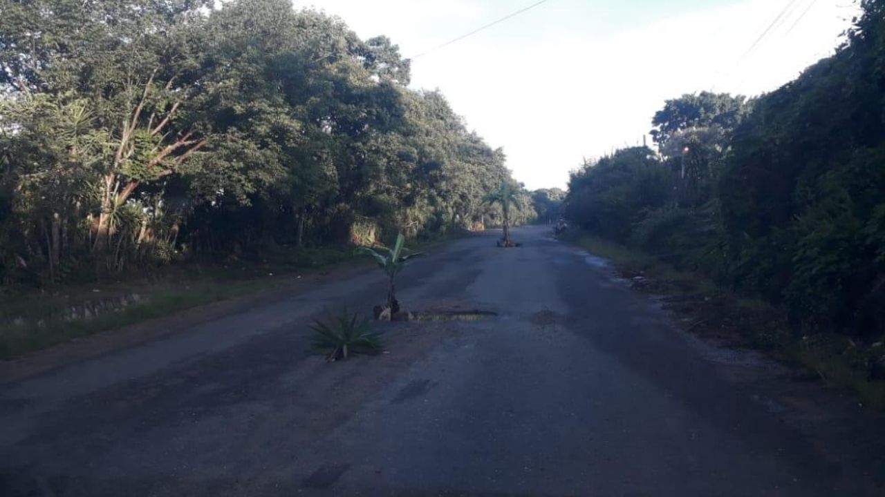 Hondureños siembran huertas en medio de la carretera a La Paz, como protesta por su mal estado