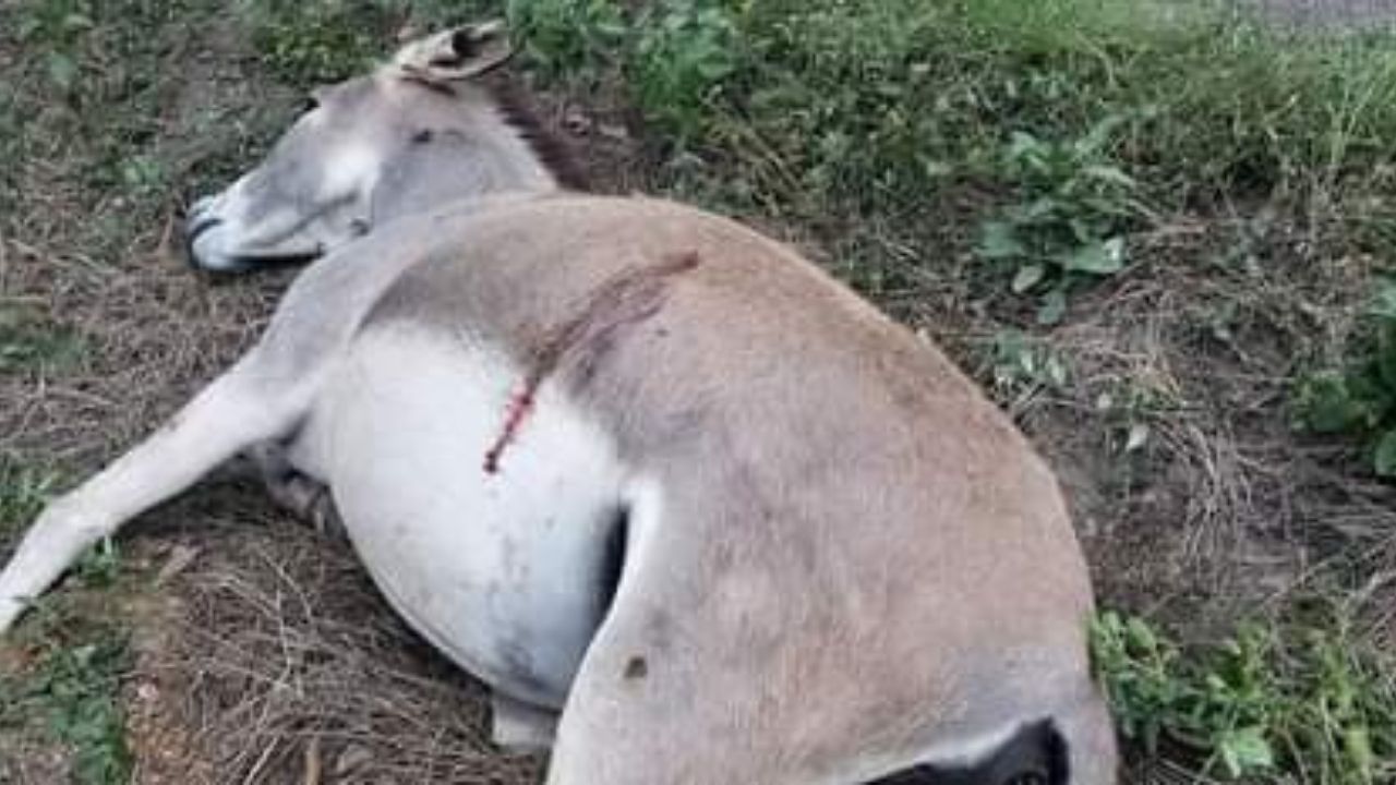 ¡Crueldad animal! Le dan muerte a burro en calle de Olancho, alegan que los animales causan accidentes viales