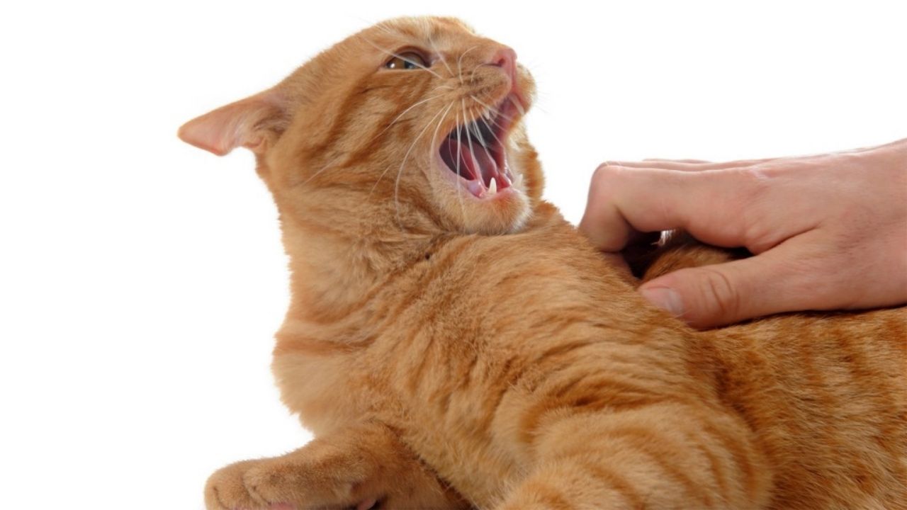 Joven murió de rabia luego de ser mordida por su gato, conozca los síntomas del virus mortal