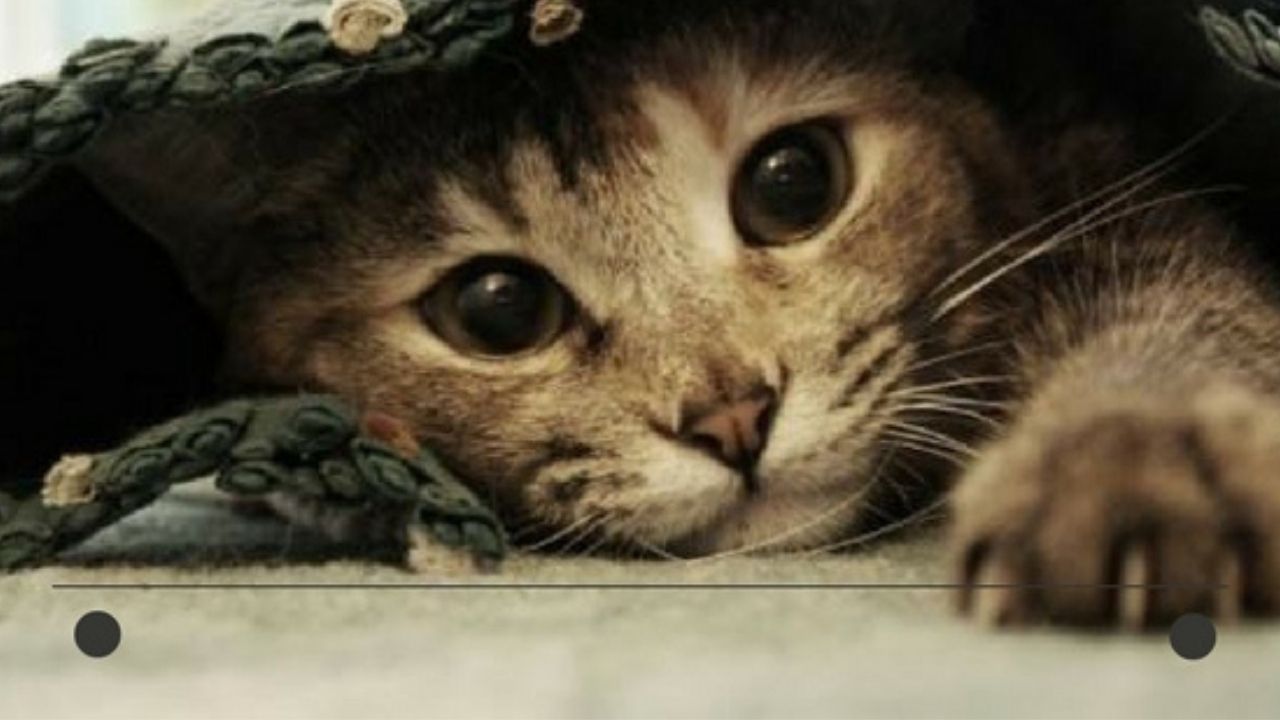 Imagen de Sancionan a hondureños por matar gatos ¿cuál fue la pena?