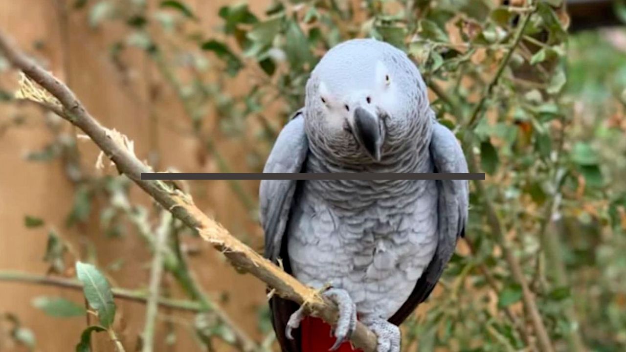 Castigan a 5 loros por enseñar malas palabras a otros en un zoológico e insultar a los visitantes
