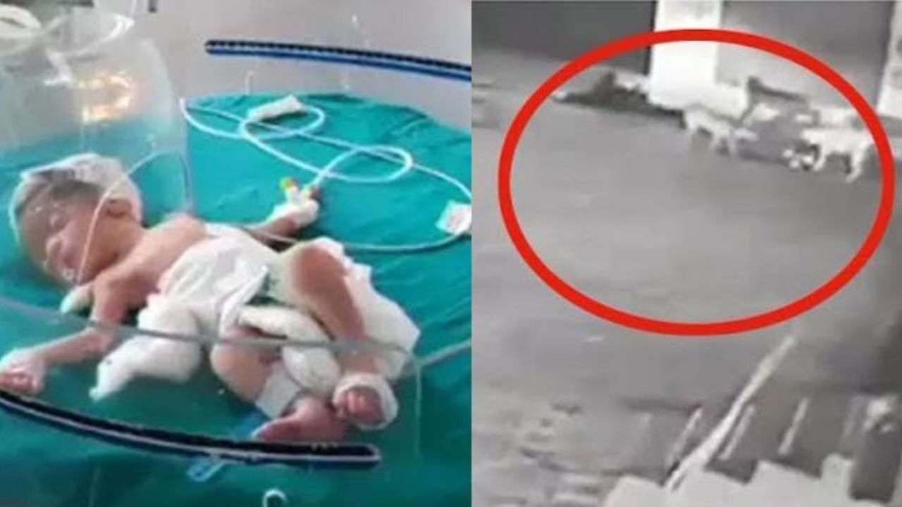 Recién nacida es abandonada en una alcantarilla y perros callejeros la rescatan, todo quedó en vídeo
