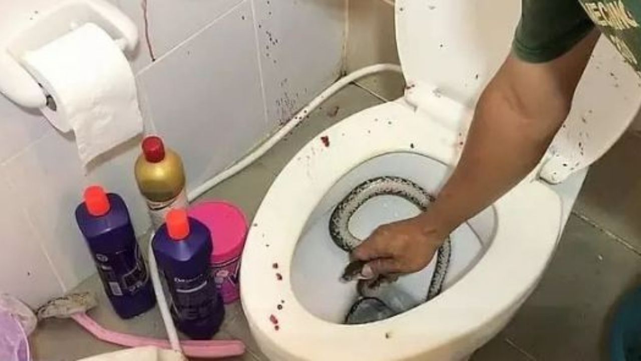Serpiente de un metro muerde partes íntimas de un adolescente cuando miraba vídeos en el baño