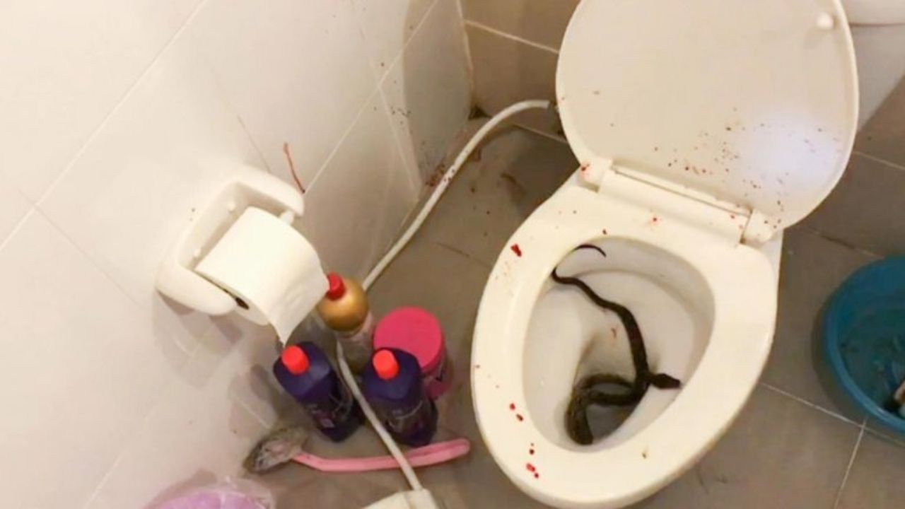 Serpiente de un metro muerde partes íntimas de un adolescente cuando miraba vídeos en el baño