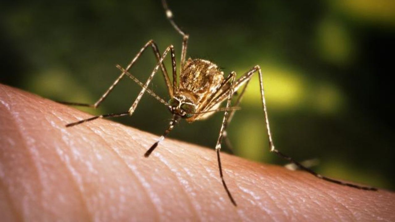 Anciano muere por extraño virus transmitido por mosquito en California; no se registraban casos desde 1976