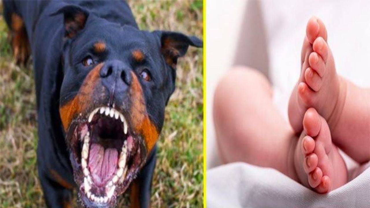 Rottweiler mata a un recién nacido e intenta enterrarlo