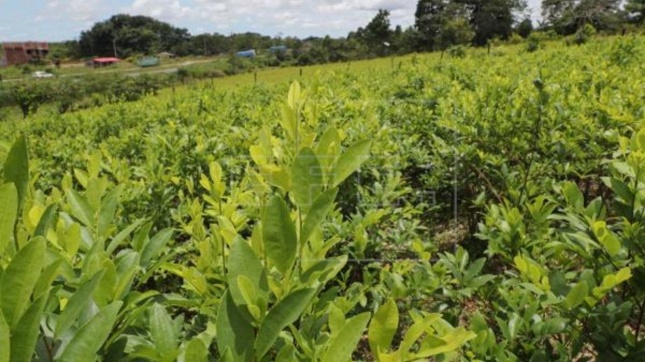 Localizan cultivos ilegales de hoja de coca en el este de Honduras
