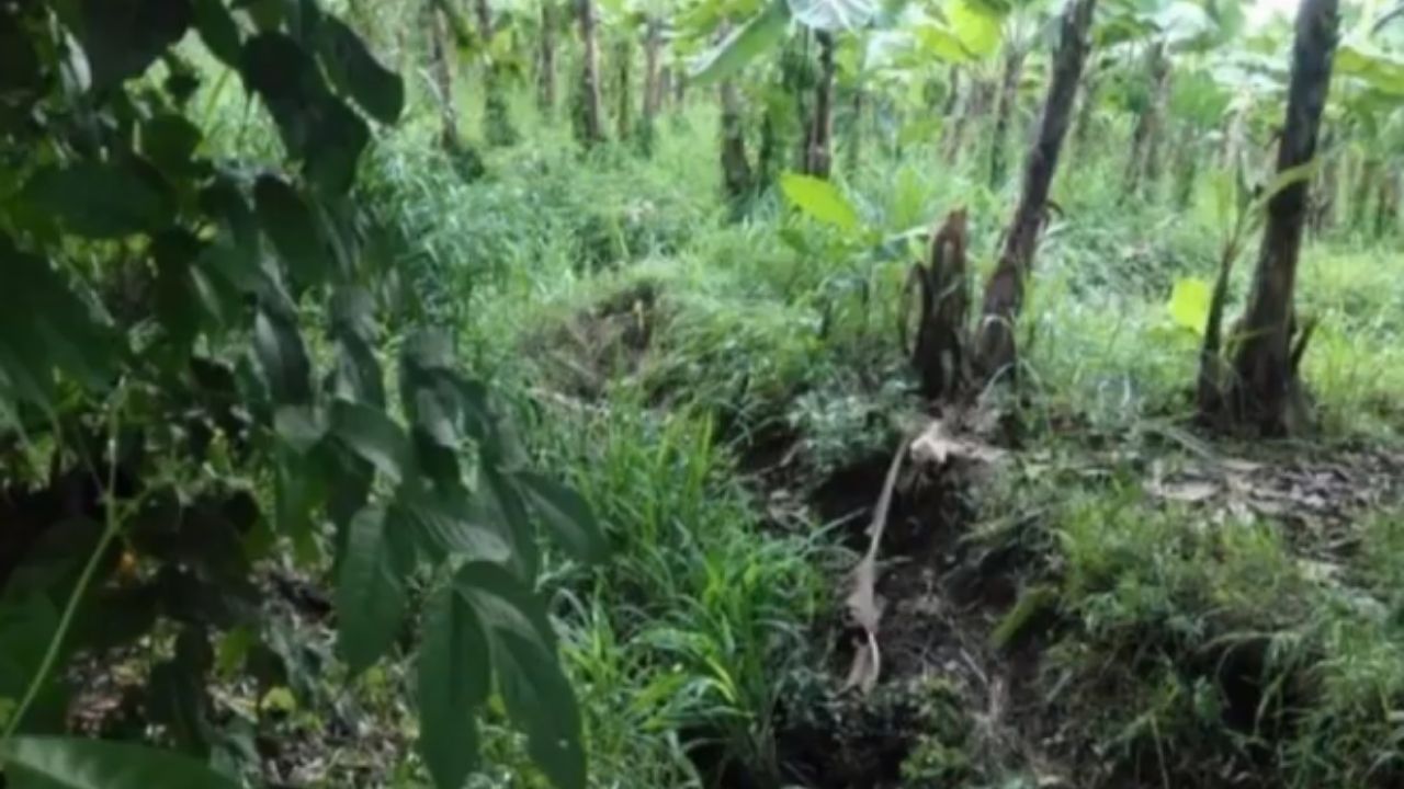 Imagen de Identifican a migrante hondureño asesinado a machetazos en México