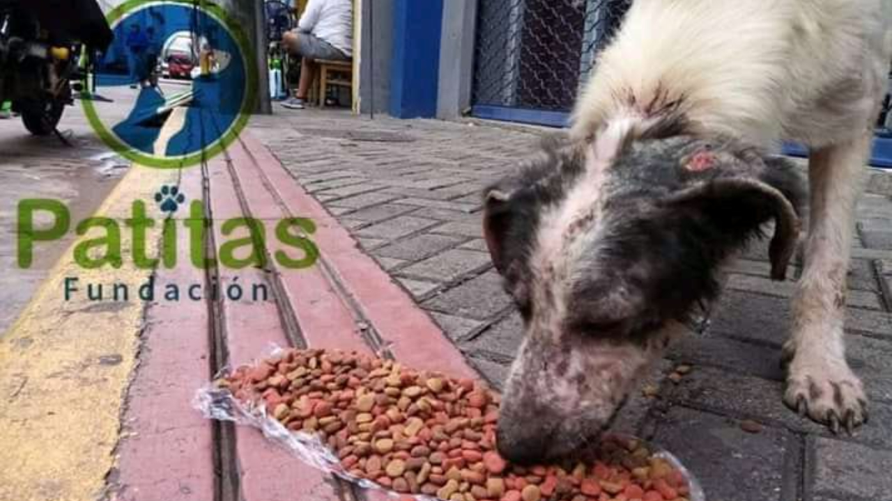 Más de 35 cachorros han encontrado un hogar gracias a Patitas UNAH