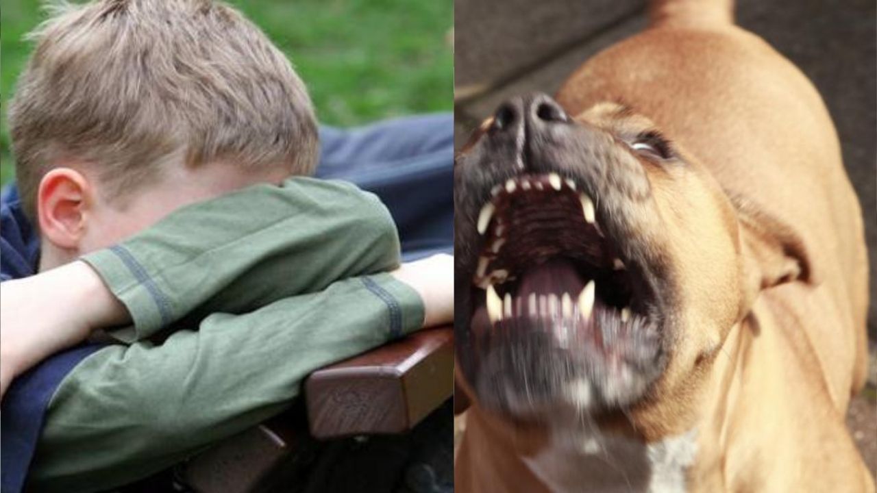 Amputan pene a 2 niños hondureños tras mordida de perro, según reporte médico