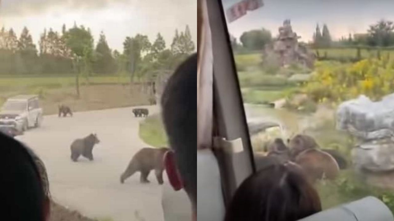 Osos matan a un cuidador frente a varios turistas en China