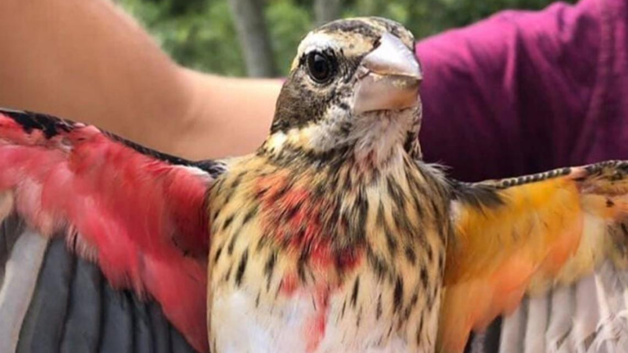 Encuentran extraño pájaro mitad hembra y mitad macho