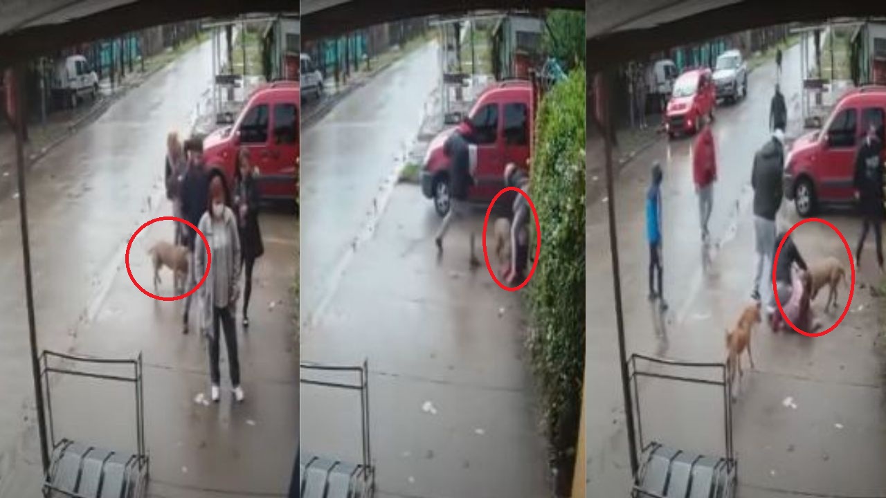 Imagen de Un grupo de personas salva a una niña del ataque de un pitbull, el acto quedó grabado