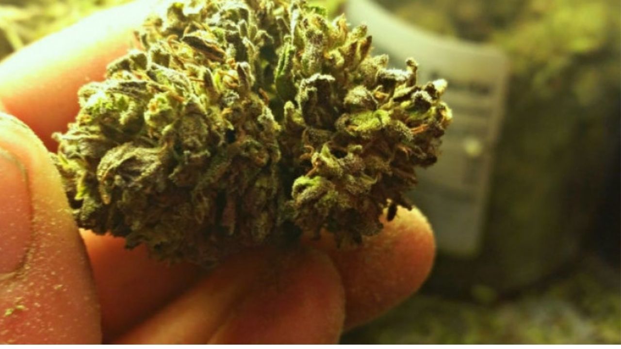 Científicos descubren componente psicoactivo de la marihuana para tratar pacientes graves de covid-19