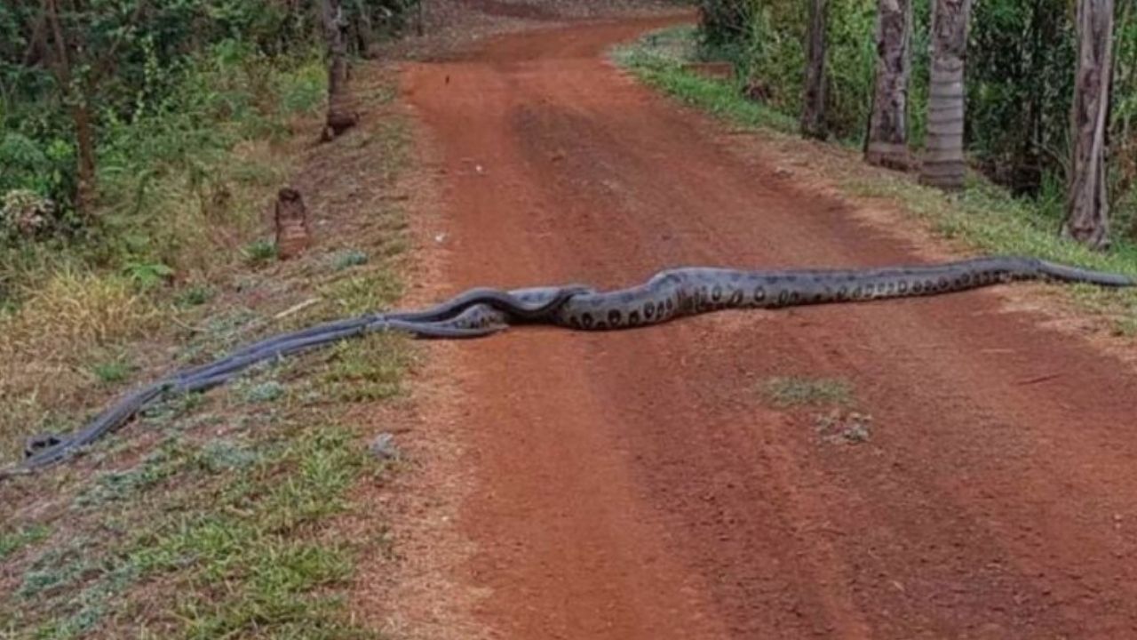 Una enorme anaconda es captada guiando a un grupo de serpientes en Brasil, mira el video