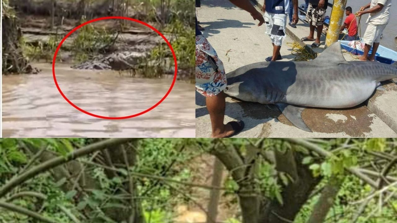 Mira los feroces animales que quedaron al descubierto en diferentes partes de Honduras, por paso de Eta e Iota