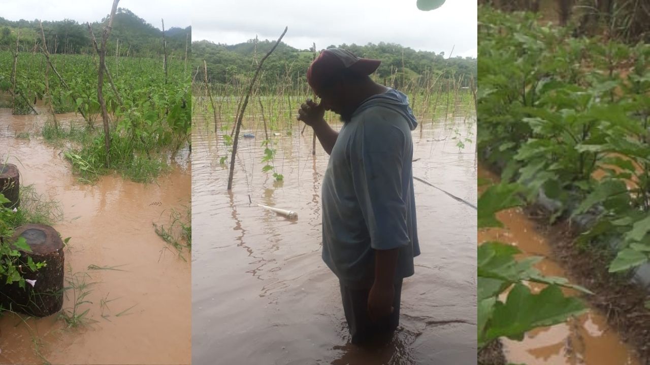 Campesino hondureño lloró desconsoladamente al ver la pérdida de su cultivo por Eta, mira el video