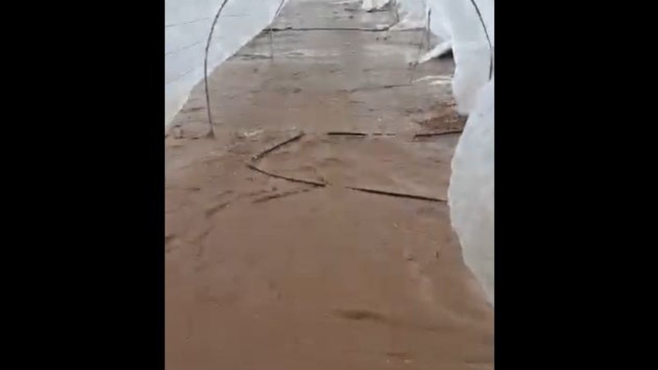Vídeo muestra pérdida de cultivo de chile y tomate en Copán por fuertes lluvias de Eta