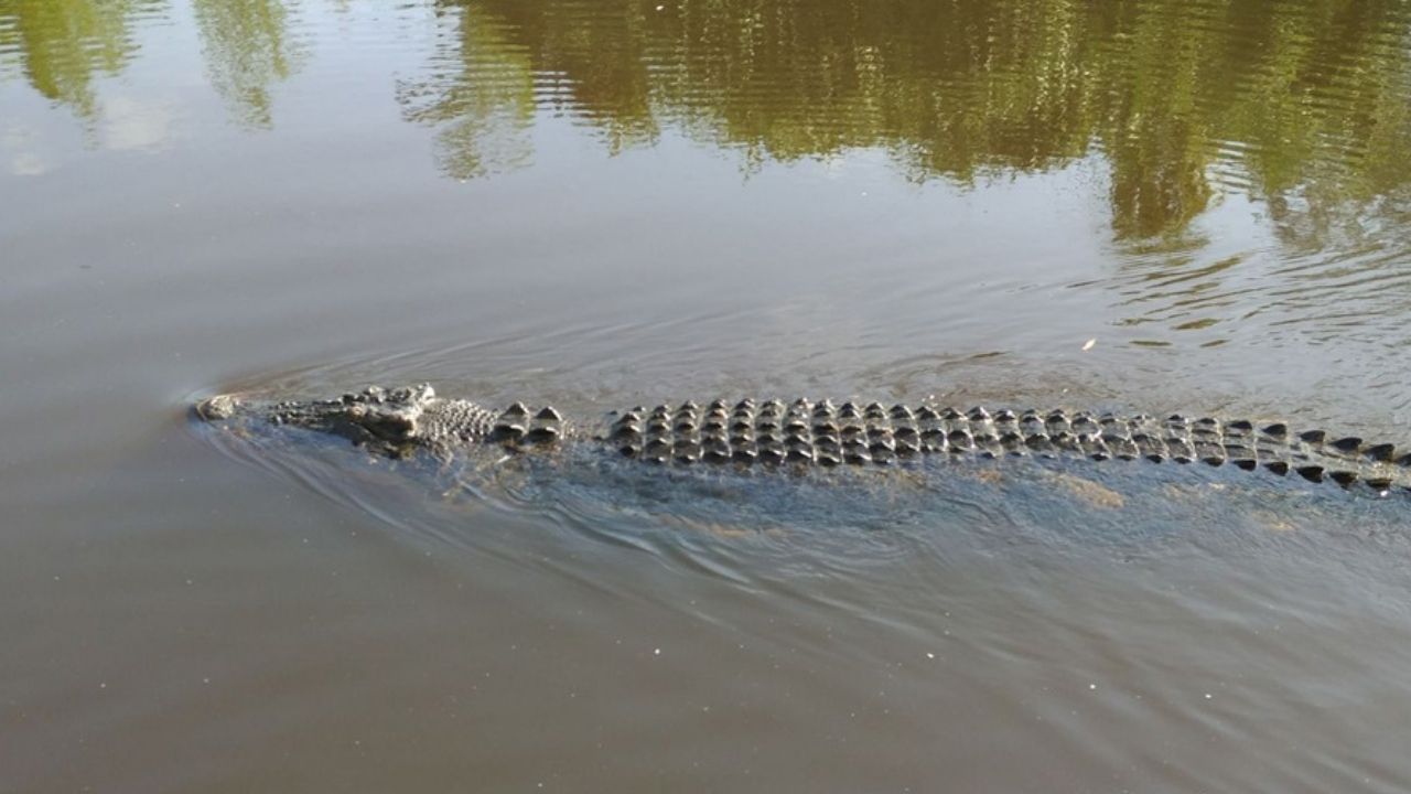 Temible cocodrilo se salió del río por efecto de huracán Eta en Cortés, mira cómo lo capturaron