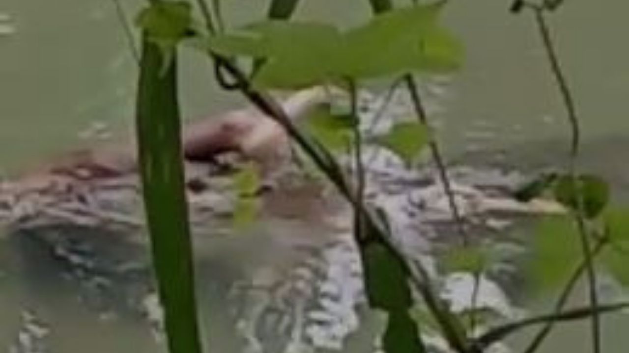Captan a cocodrilo nadando con pierna humana en su hocico, aquí el video grabado en Indonesia