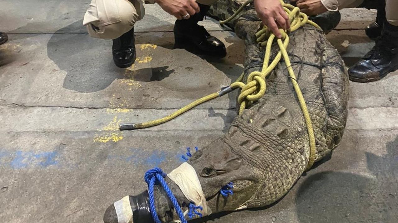 Un enorme cocodrilo fue capturado en Comayagua, mira el video