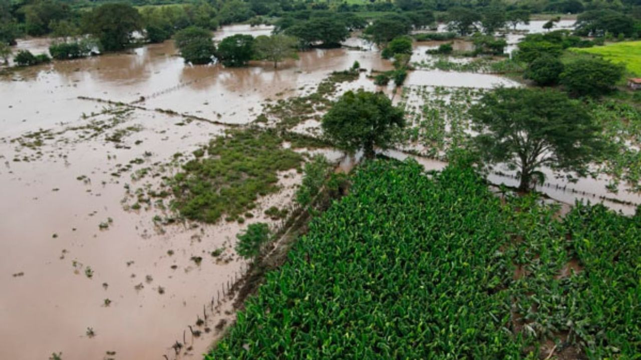 374 mil manzanas de cultivos afectadas por tormentas Iota y Eta en Honduras