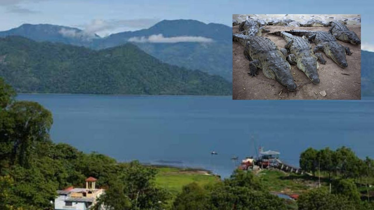 Casi 300 cocodrilos se escapan de los alrededores del Lago de Yojoa