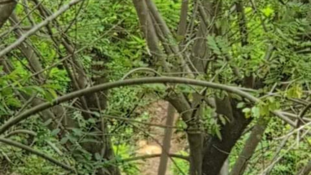 aparece leona en honduras