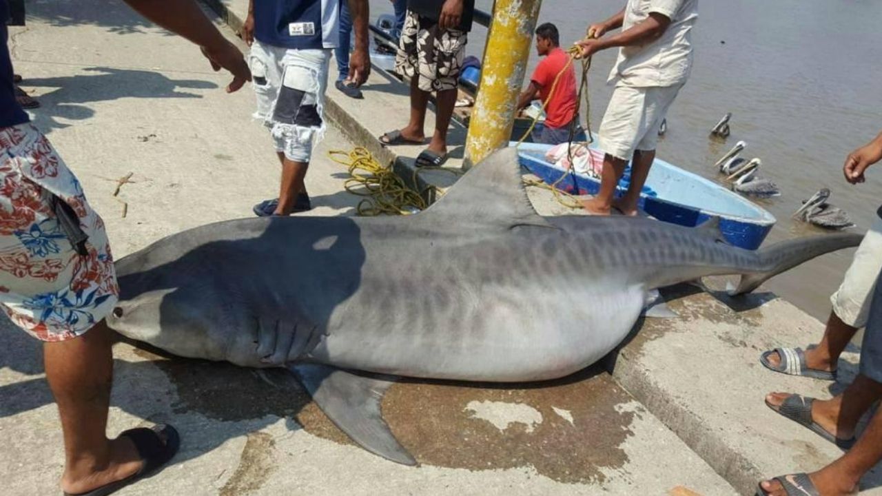 Hallan muerto a un tiburón tigre en las aguas de Puerto Cortés, mira las imágenes