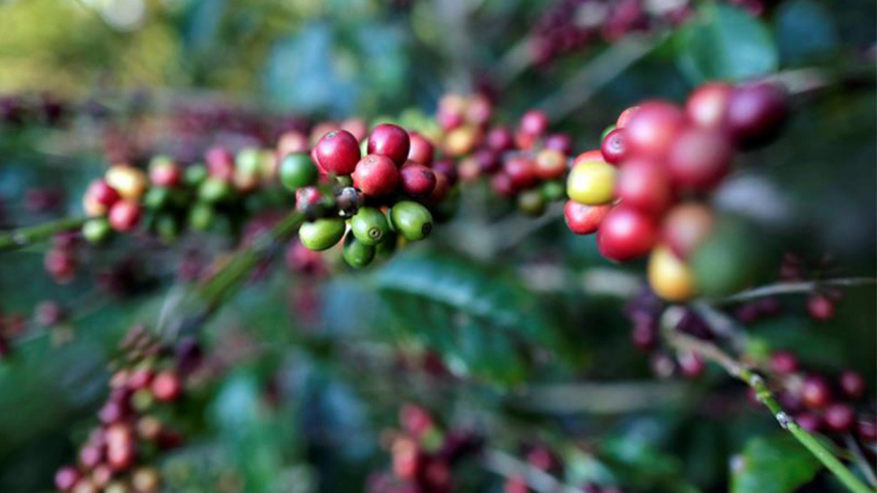 Exportaciones hondureñas de café bajan en un 60% en 2020