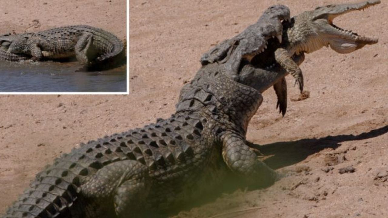 ¡Impactantes imágenes! Enorme cocodrilo se devoró a otro más pequeño en Sudáfrica