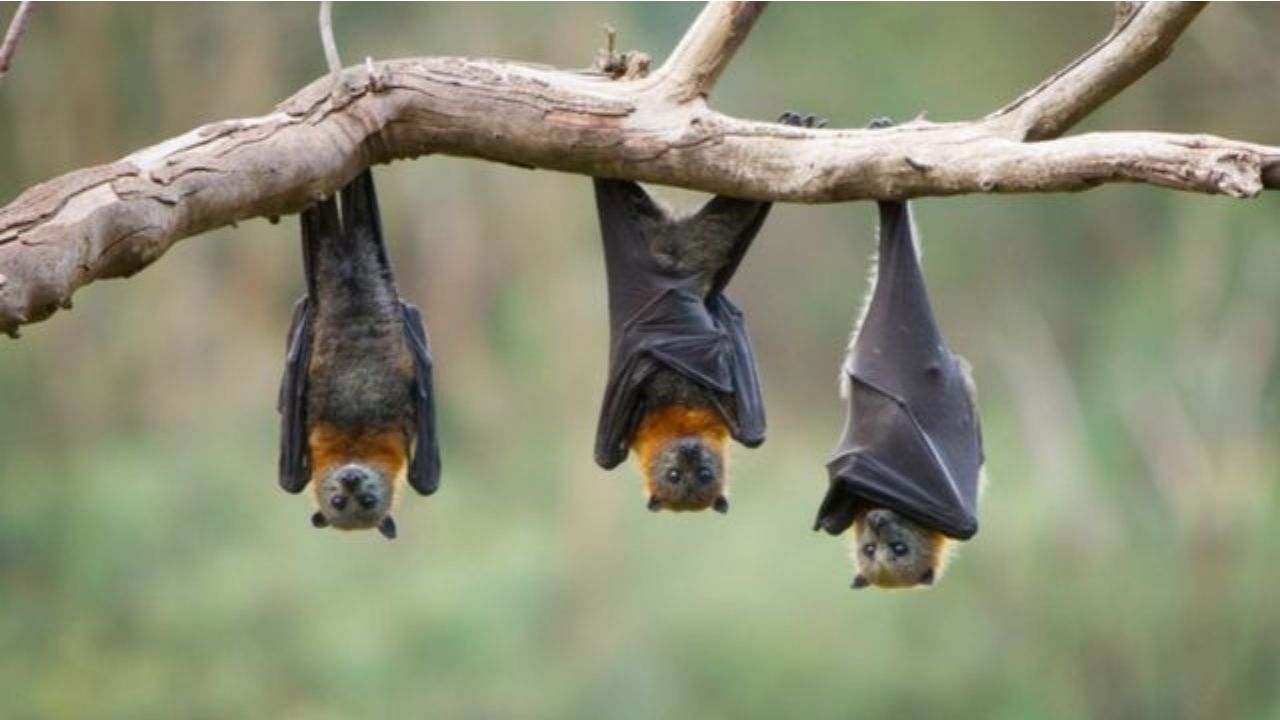 Científicos alarmados porque próxima pandemia  podría provenir de la Amazonía, aquí la razón
