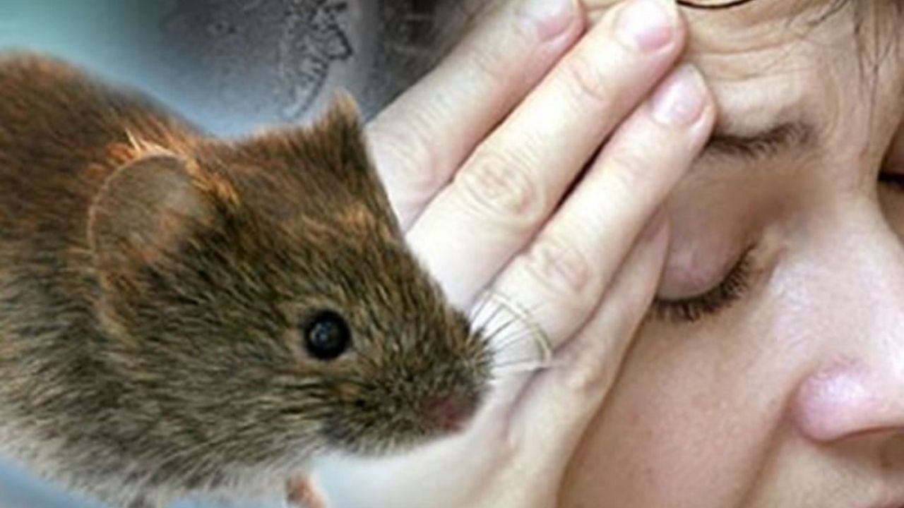 Ocho casos de leptospirosis se registran en el norte de Honduras