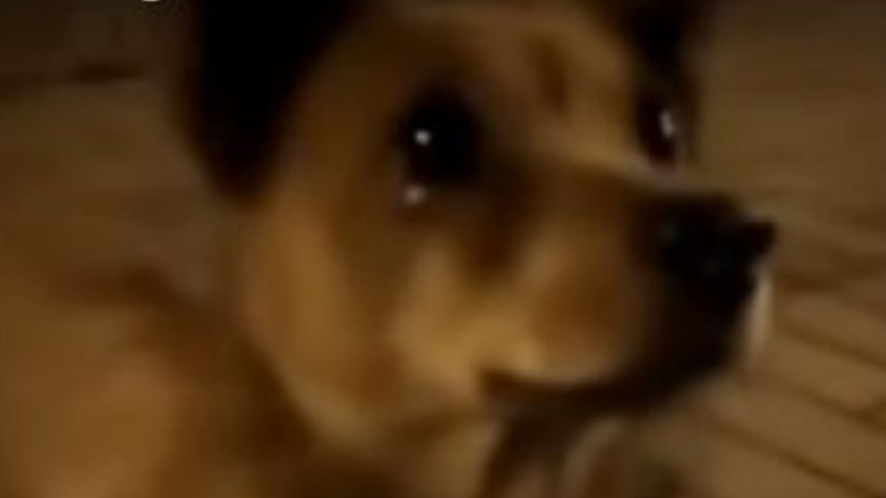 Perrito callejero ´llora´ mientras una transeúnte lo alimenta, mira el video