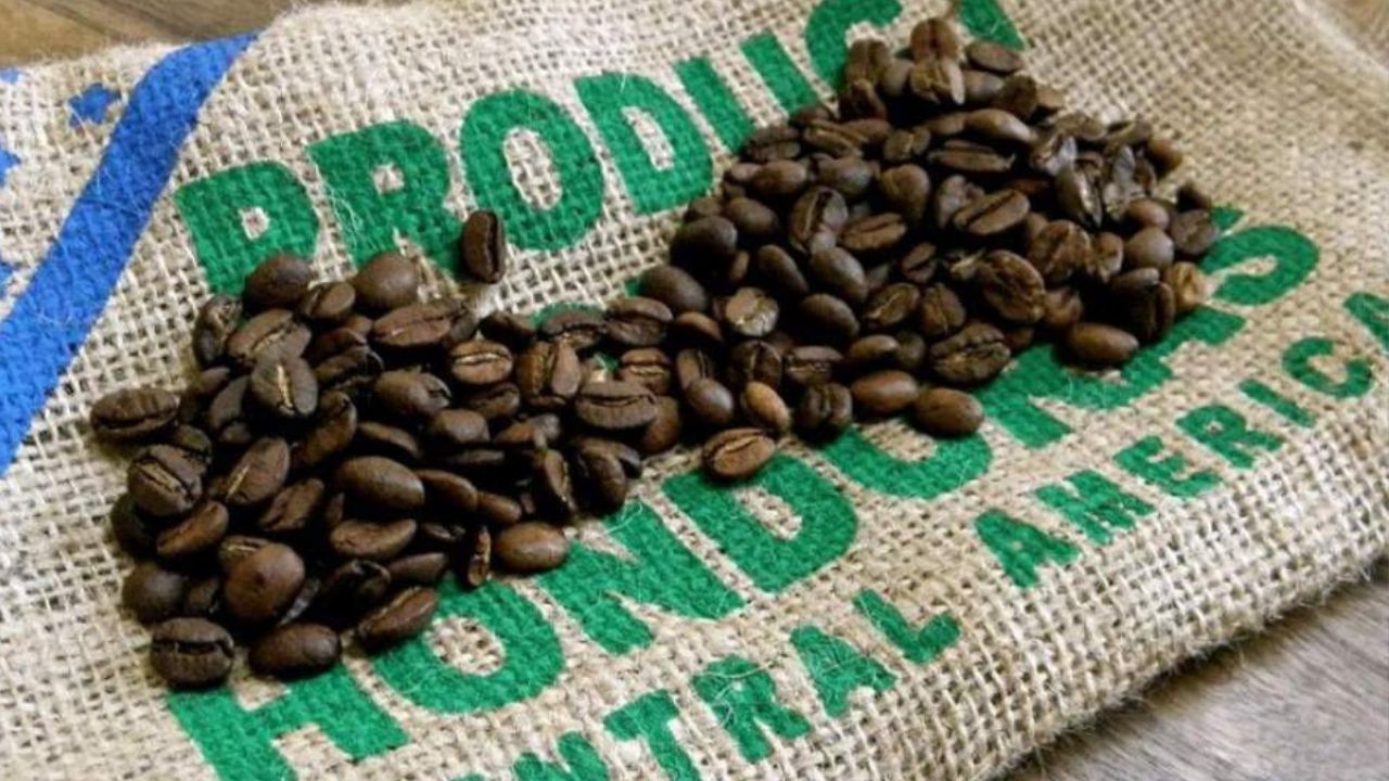 Exportaciones hondureñas de café bajan 47,1 % en 3 meses de cosecha 2020-2021