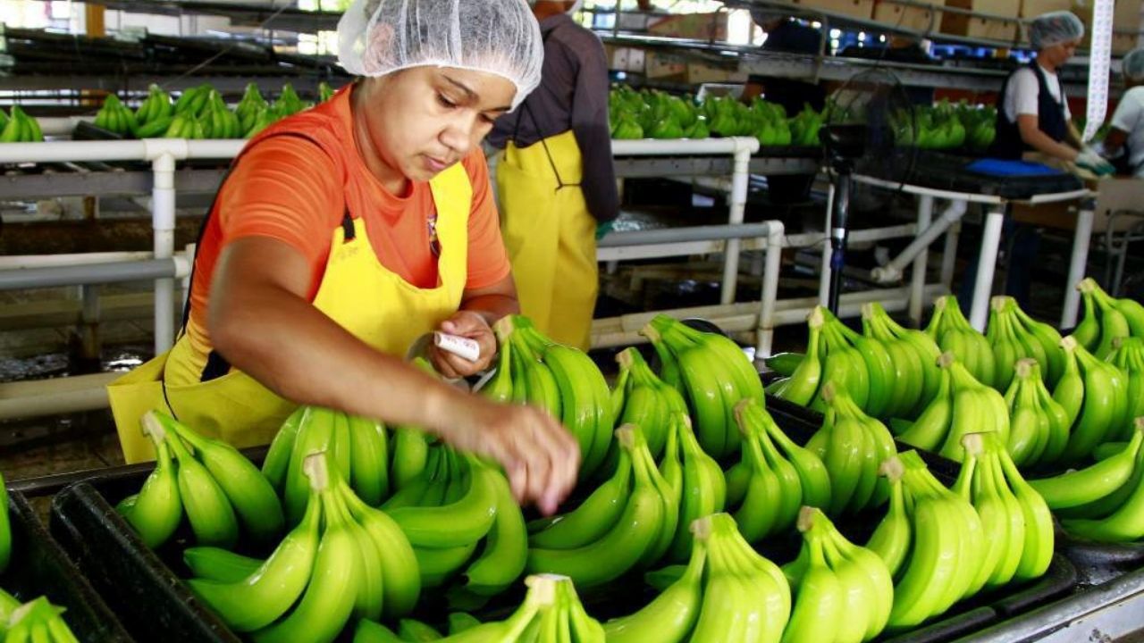 Rubros de banano, maíz, pesca y acuicultura han venido 'en picada' en Honduras en los últimos cinco años