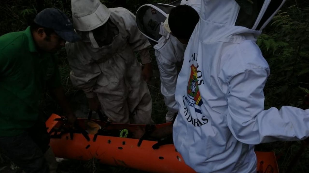 Abuelito hondureño en estado crítico tras ser picado por abejas cuando buscaba su ganado en Siguatepeque
