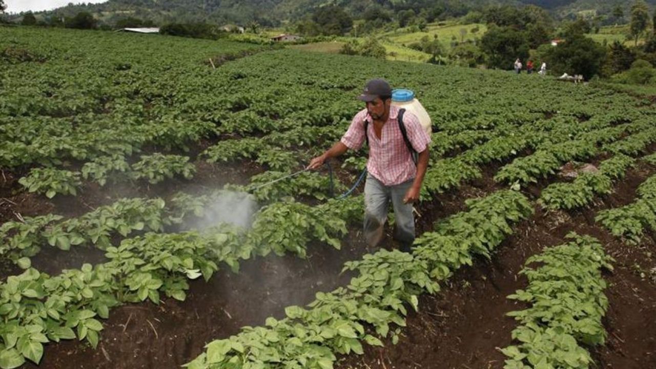 Productores se mantienen a la expectativa ante potencial influencia de 'La Niña' en 2021