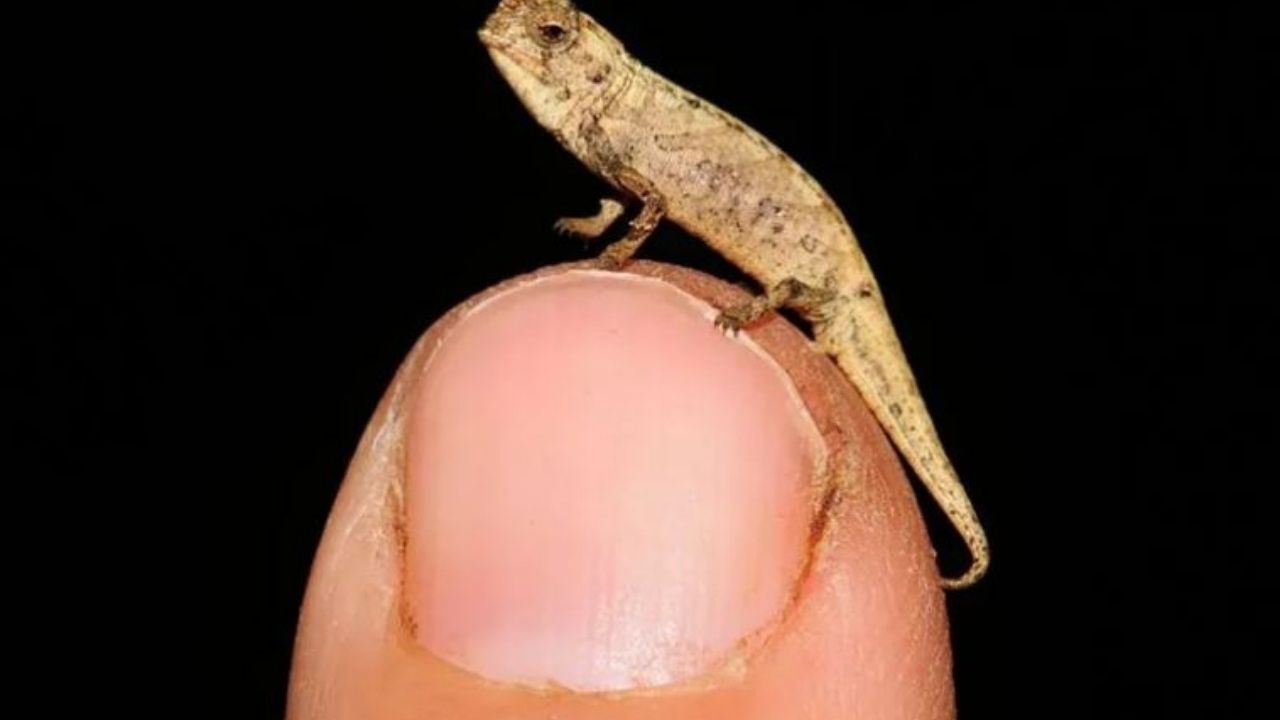 Científicos descubren al reptil más pequeño del mundo, te lo mostramos