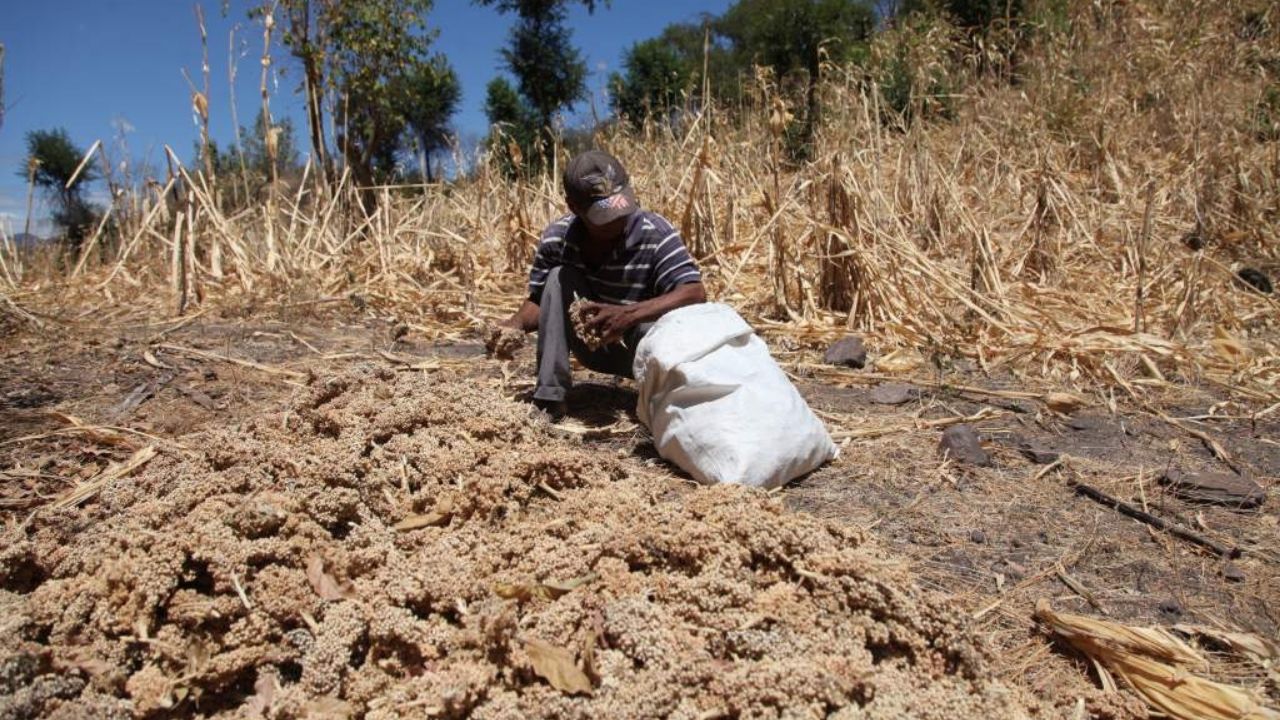Más de 7.3 millones de personas están en inseguridad alimentaria en el Triángulo Norte de Centroamérica, según el SICA
