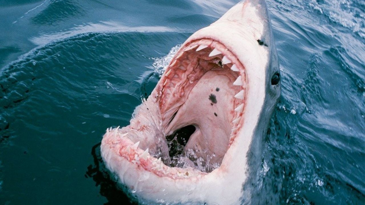 Vídeo capta a tiburón al momento que casi le arranca la mano a joven pescador